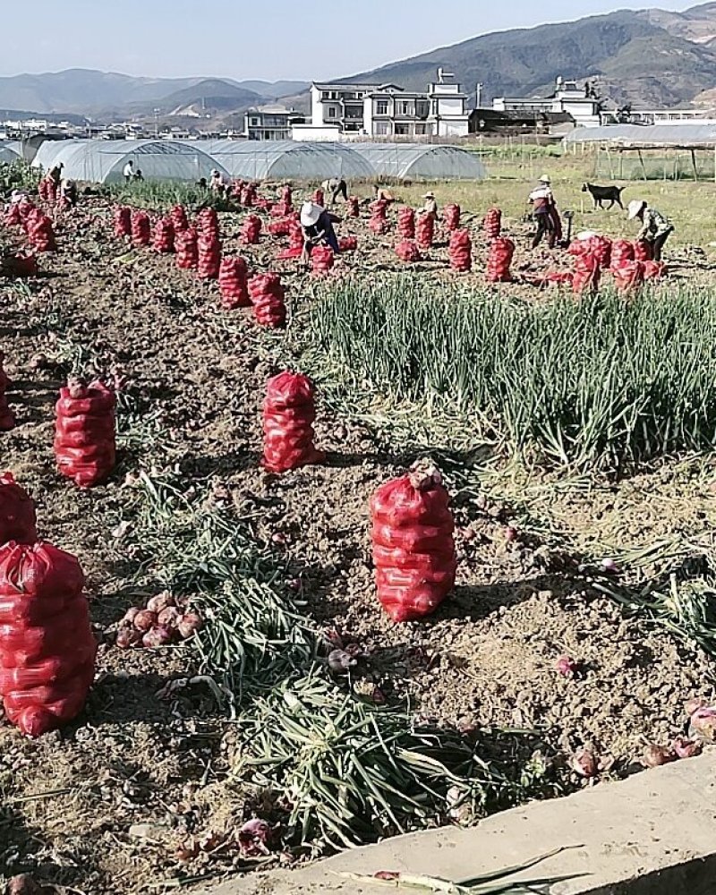 施甸承包土地种植特早熟红皮洋葱N2N3N6品种洋葱。
