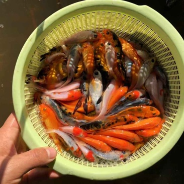 锦鲤鱼苗品种多样全国发货