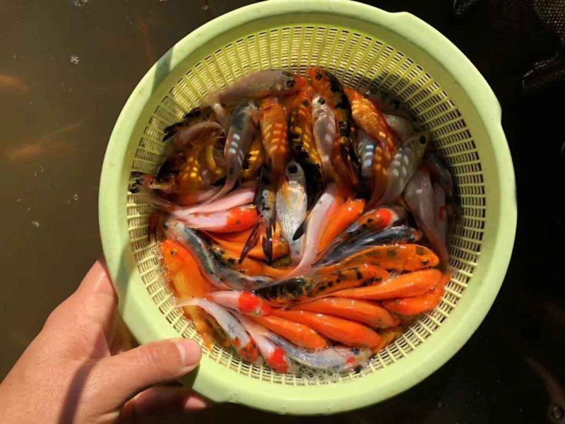 锦鲤鱼苗品种多样全国发货