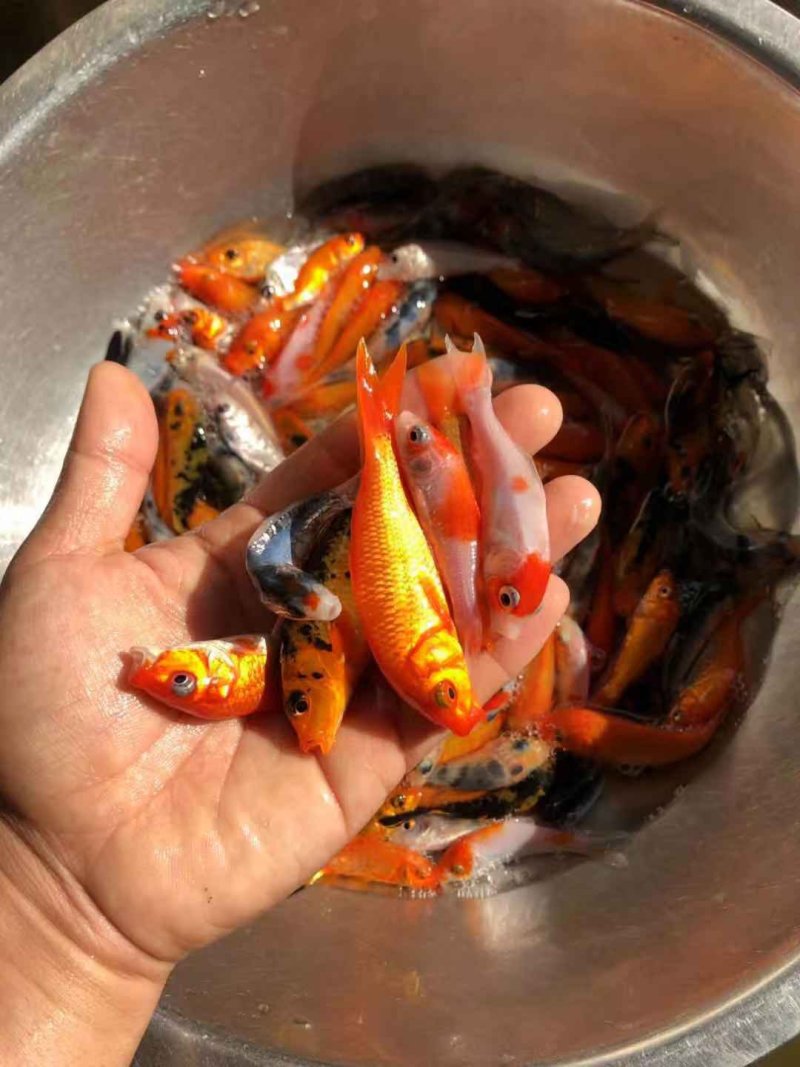 锦鲤鱼苗品种多样全国发货