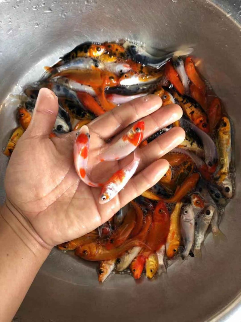 锦鲤鱼苗品种多样全国发货