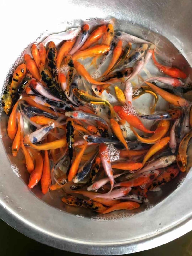 锦鲤鱼苗品种多样全国发货