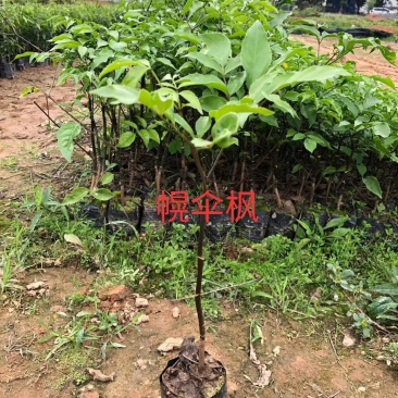 幌伞枫苗绿宝袋苗绿宝花卉苗木幸福树