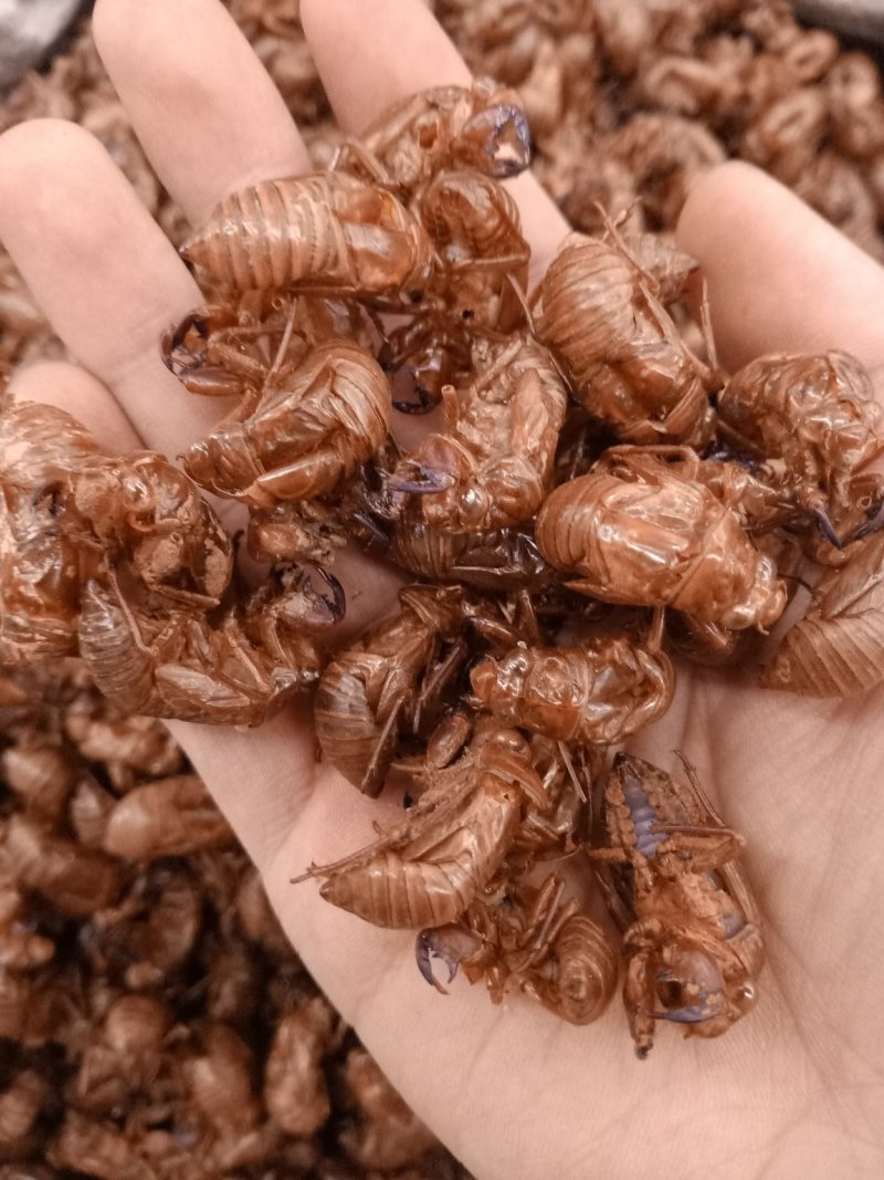 蝉蜕水洗河南产地各种规格