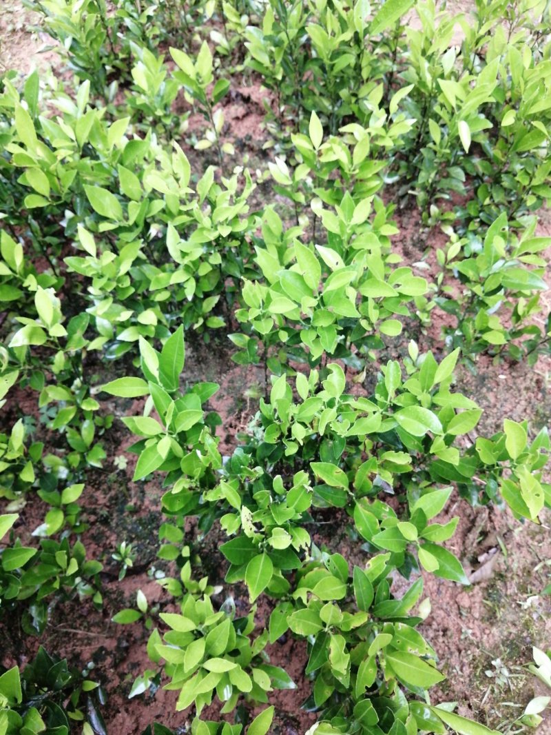 酸桔苗，酸柑苗，包邮，农户销售，嫁接柑橘类的砧木