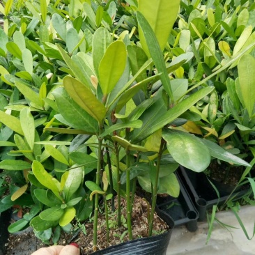福木种苗四季常青观叶植物广州苗圃批发园林绿化苗木