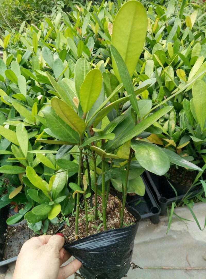 福木种苗四季常青观叶植物广州苗圃批发园林绿化苗木
