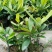 福木种苗四季常青观叶植物广州苗圃批发园林绿化苗木
