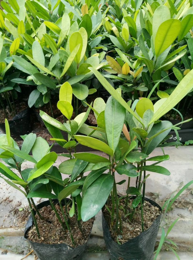 福木种苗四季常青观叶植物广州苗圃批发园林绿化苗木