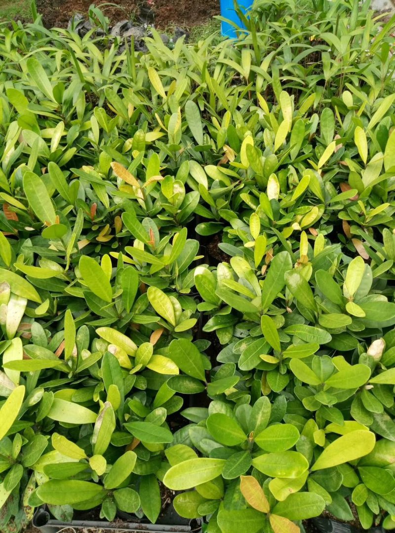 福木种苗四季常青观叶植物广州苗圃批发园林绿化苗木