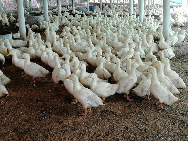 桂林全州大白鸭旱鸭均重7-8斤日龄45天左右全年供应