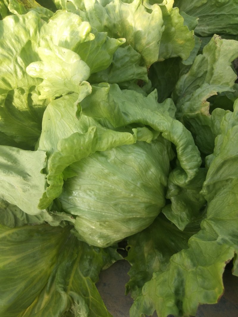 生菜球