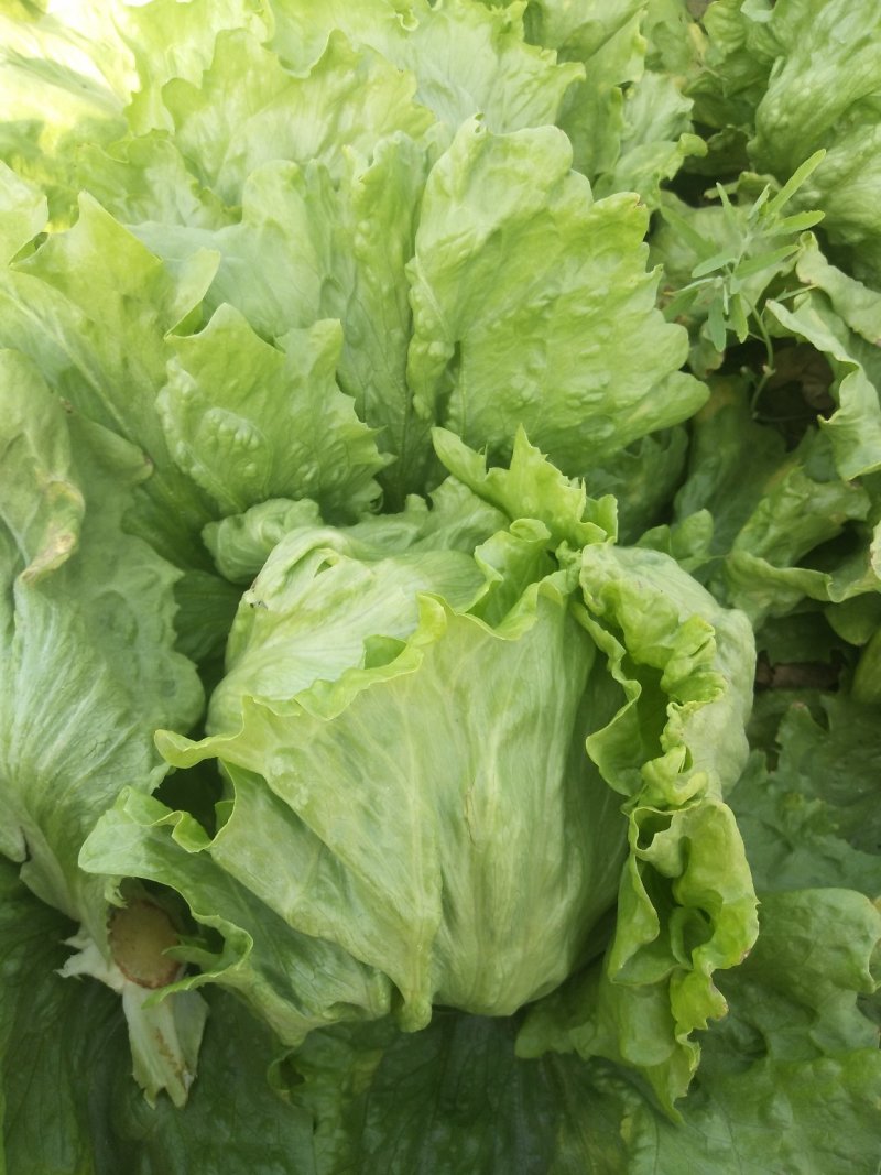 生菜球