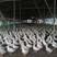 桂林全州大白鸭旱鸭均重7-8斤日龄45天左右全年供应