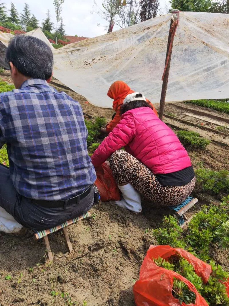 杜鹃杜鹃花杜鹃苗杜鹃小苗实地看货一级绿化苗