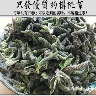 河南野生新鲜构树穗构树花构蒲穗构棒楮树穗