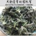 河南野生新鲜构树穗构树花构蒲穗构棒楮树穗
