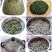 河南野生新鲜构树穗构树花构蒲穗构棒楮树穗