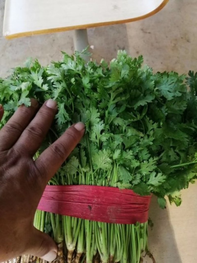 河南高兴果蔬有限责任公司，万亩大棚蔬菜种植基地