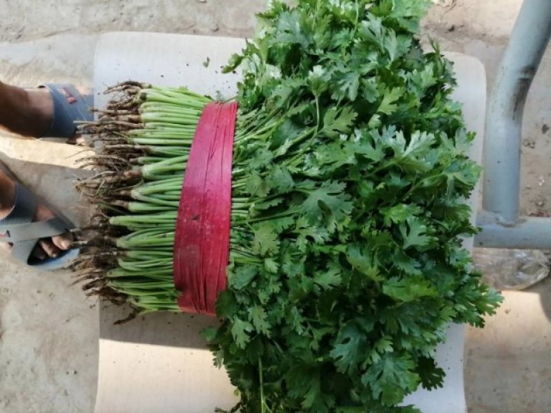 河南高兴果蔬有限责任公司，万亩大棚蔬菜种植基地