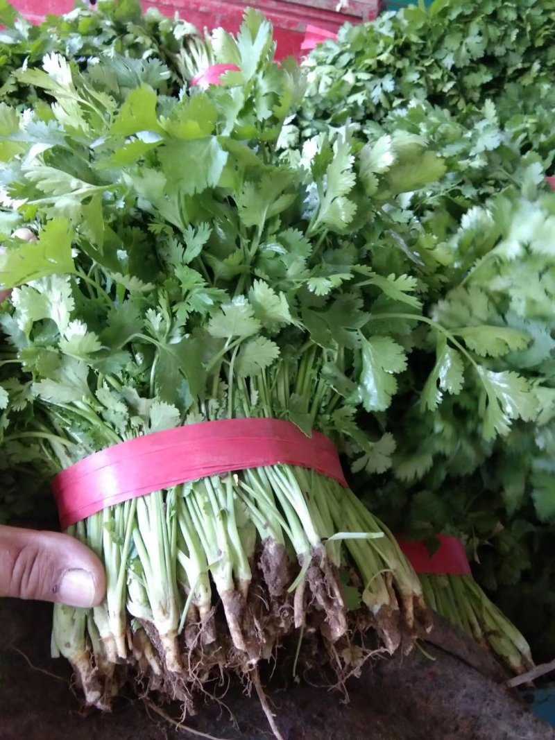 河南高兴果蔬有限责任公司，万亩大棚蔬菜种植基地