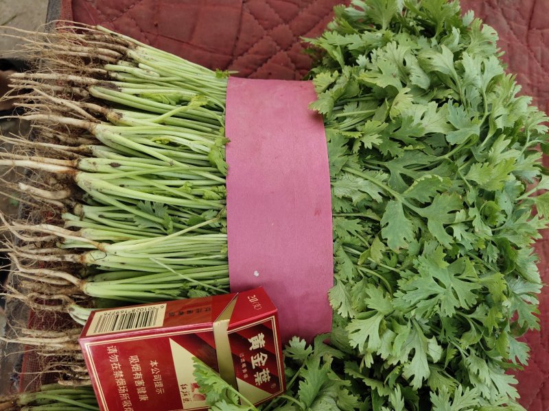 河南高兴果蔬有限责任公司，万亩大棚蔬菜种植基地