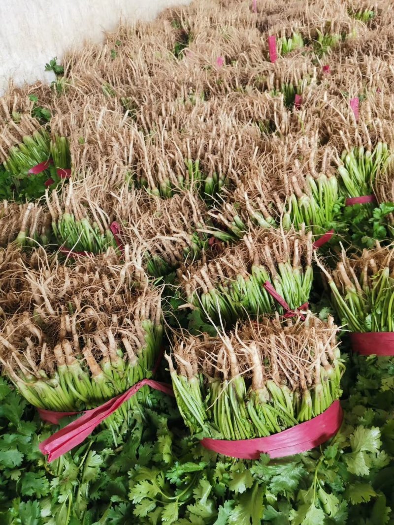 河南高兴果蔬有限责任公司，万亩大棚蔬菜种植基地