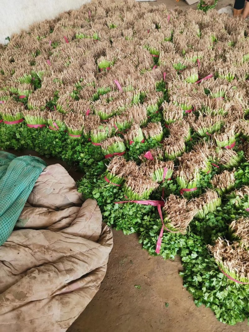 河南高兴果蔬有限责任公司，万亩大棚蔬菜种植基地