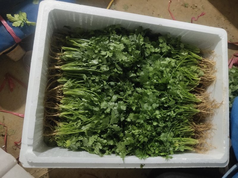 河南高兴果蔬有限责任公司，万亩大棚蔬菜种植基地