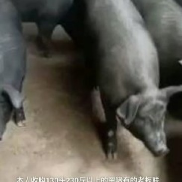 商品猪