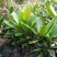 福木种苗四季常青观叶植物广州苗圃批发园林绿化苗木