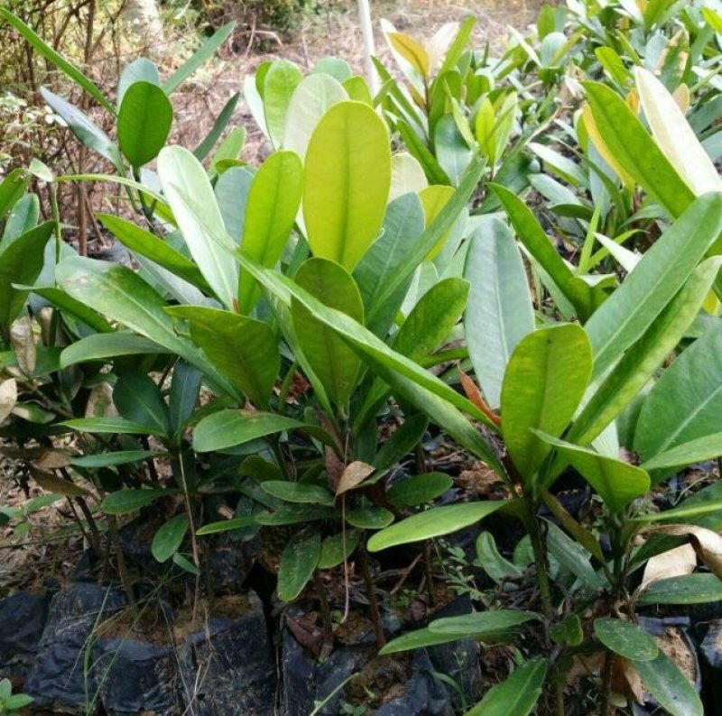 福木种苗四季常青观叶植物广州苗圃批发园林绿化苗木