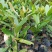 福木种苗四季常青观叶植物广州苗圃批发园林绿化苗木