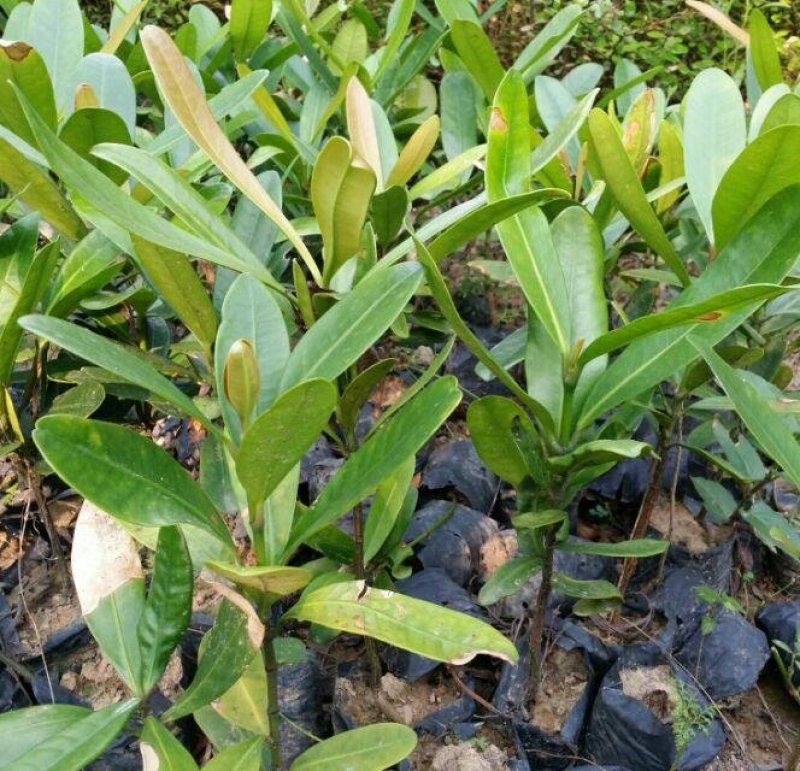 福木种苗四季常青观叶植物广州苗圃批发园林绿化苗木