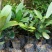 福木种苗四季常青观叶植物广州苗圃批发园林绿化苗木