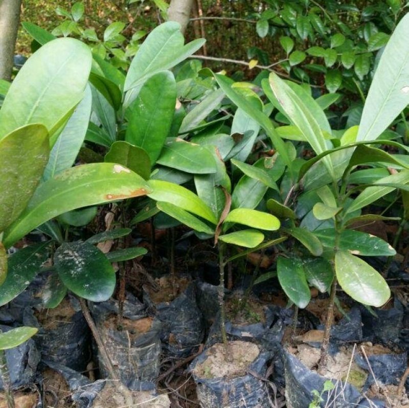 福木种苗四季常青观叶植物广州苗圃批发园林绿化苗木