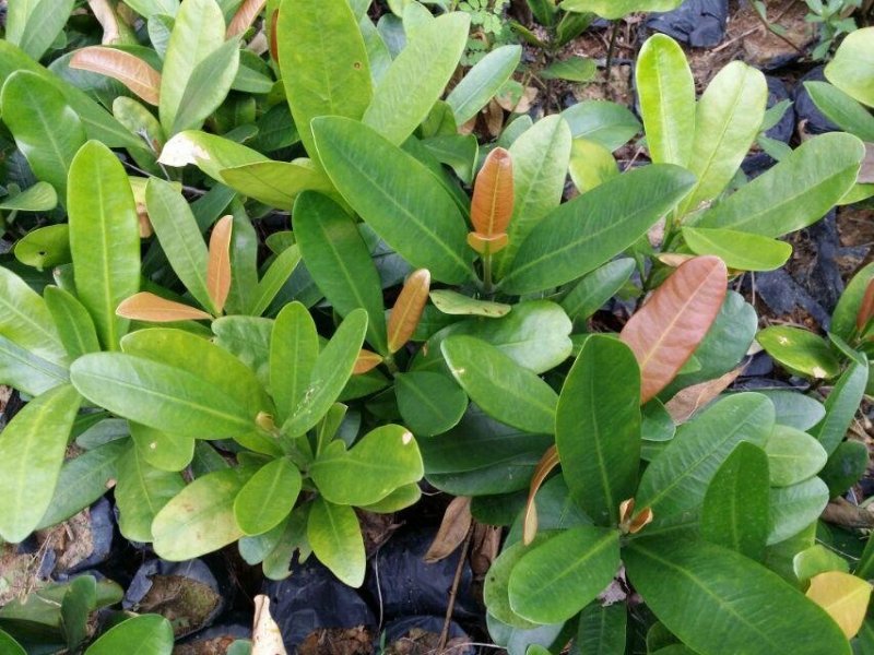 福木种苗四季常青观叶植物广州苗圃批发园林绿化苗木