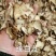 白芨白芨片白及片三叉白芨片中药材