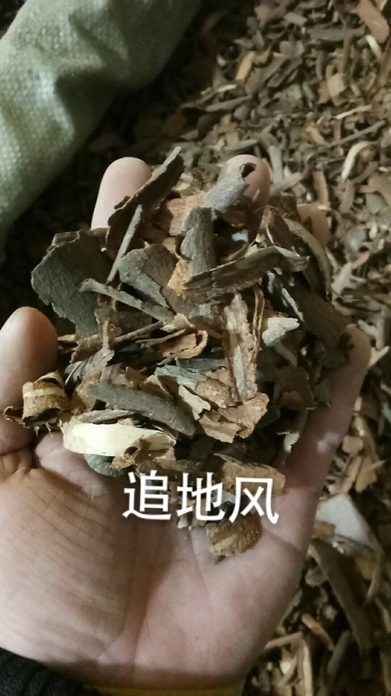 追地风地枫皮地枫皮钻地风各种中药材