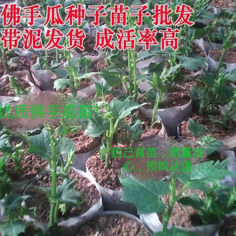 精品佛手瓜苗