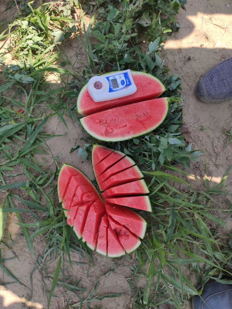 潍坊早春红玉小西瓜大量供应口味一级皮薄汁多