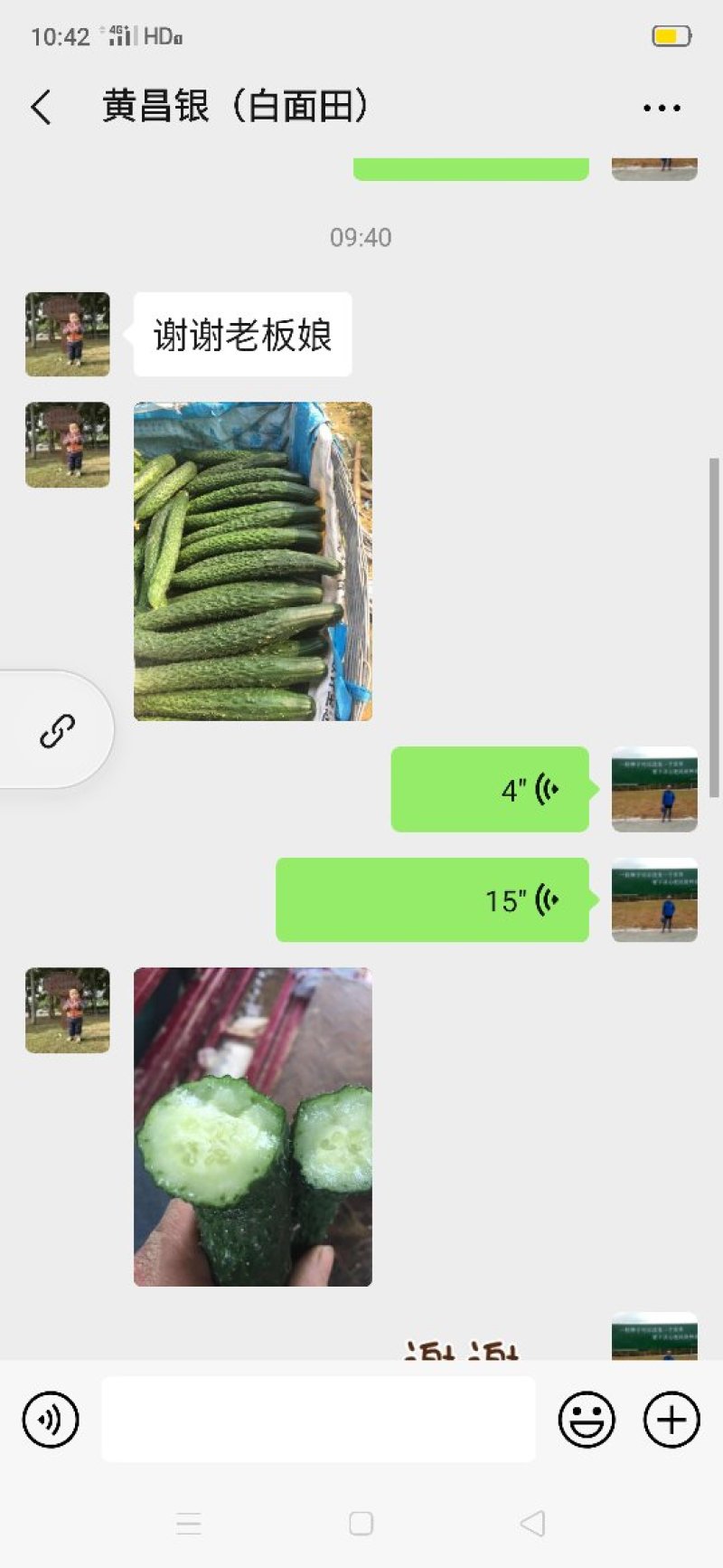 黄瓜苗（绿肉青瓜）杂交品种