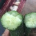 黄瓜苗（绿肉青瓜）杂交品种