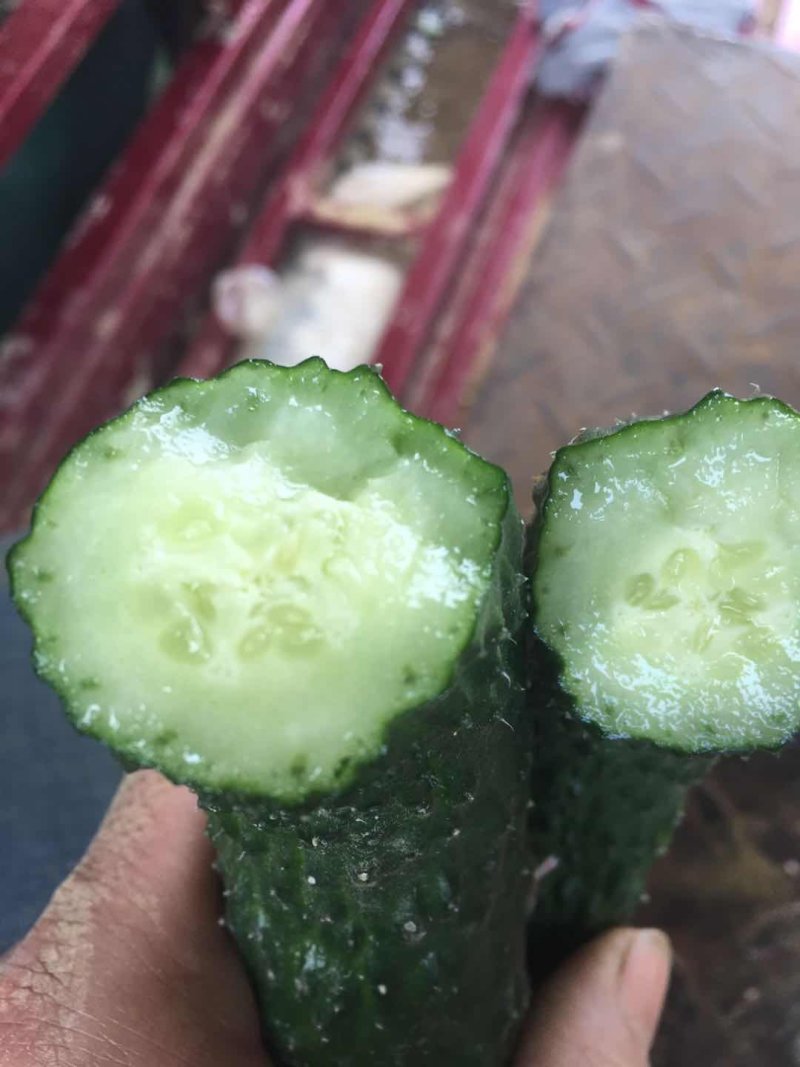 黄瓜苗（绿肉青瓜）杂交品种