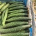 黄瓜苗（绿肉青瓜）杂交品种