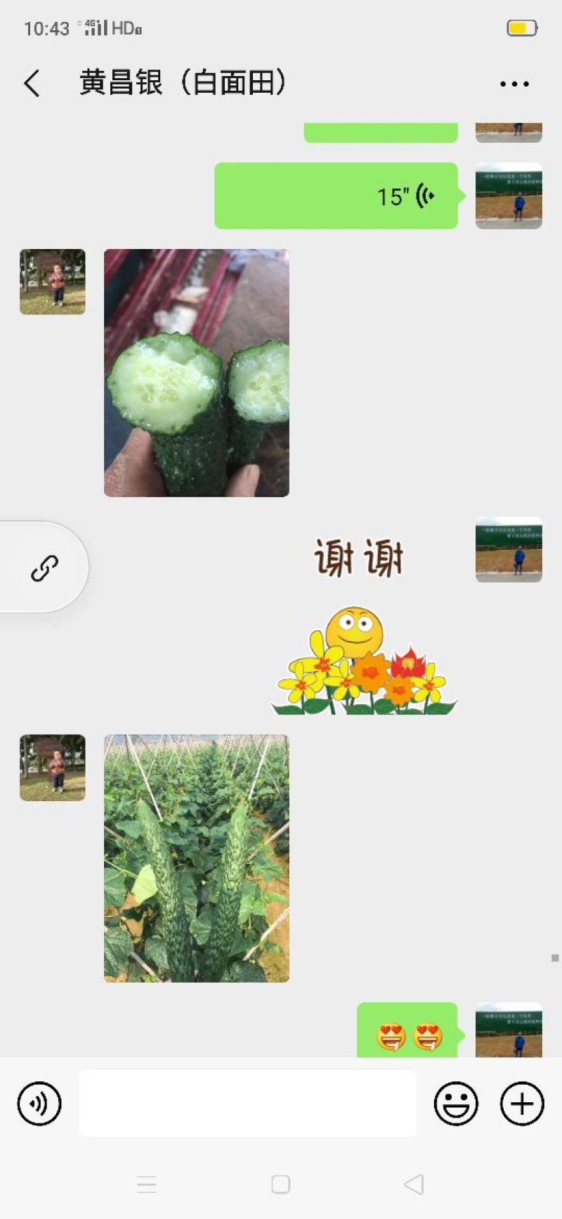 黄瓜苗（绿肉青瓜）杂交品种