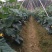 黄瓜苗（绿肉青瓜）杂交品种