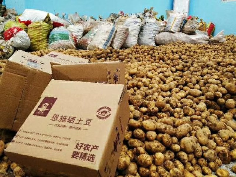 湖北恩施土特产硒土豆老品种马尔科软糯香甜