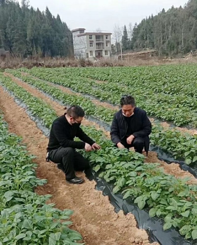 湖北恩施土特产硒土豆老品种马尔科软糯香甜