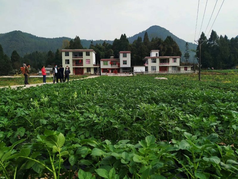 湖北恩施土特产硒土豆老品种马尔科软糯香甜